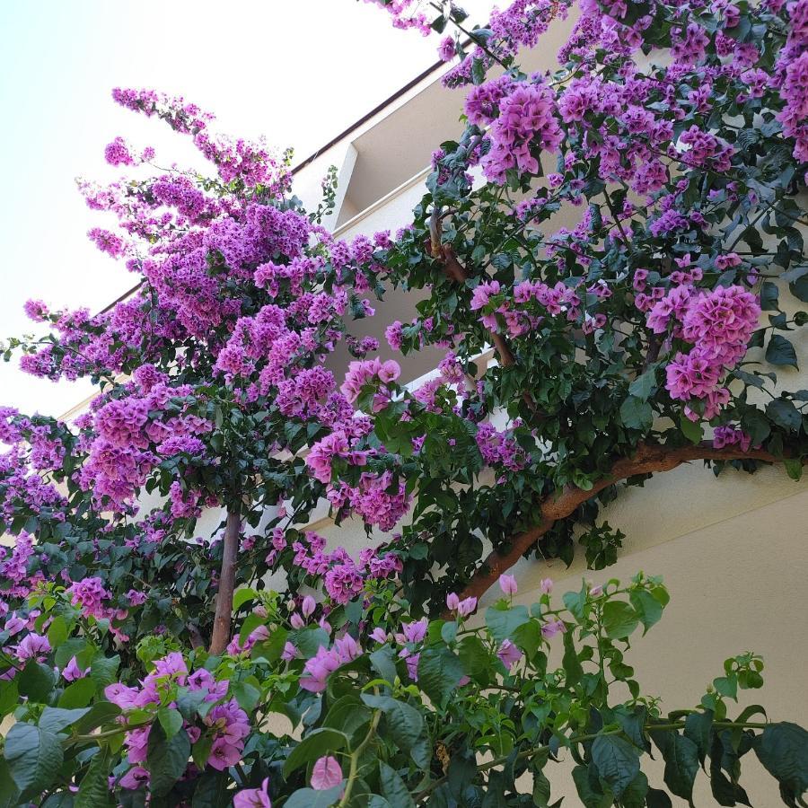 Apartments Villa Cizmic Baška Voda المظهر الخارجي الصورة